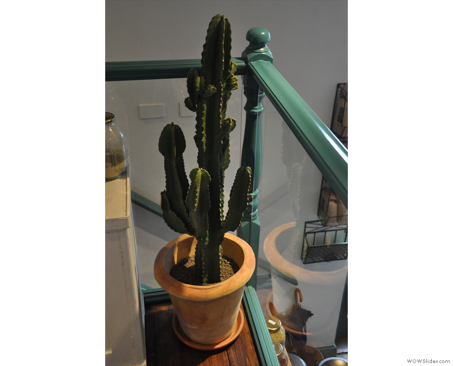 Meanwhile, there are a number of cacti which are a permanent feature.