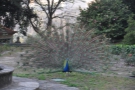 The gardens are a haven for peacocks, by the way. They're also hard to get out of.